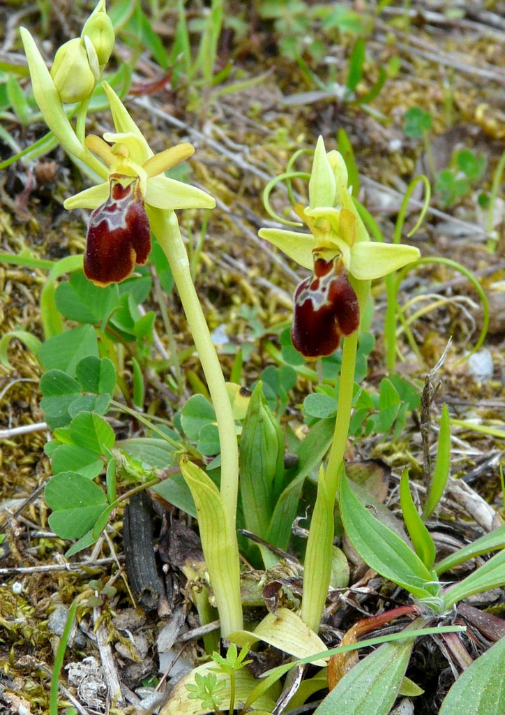 Orchidee in Sardegna, un fine settimana a 78 giri!